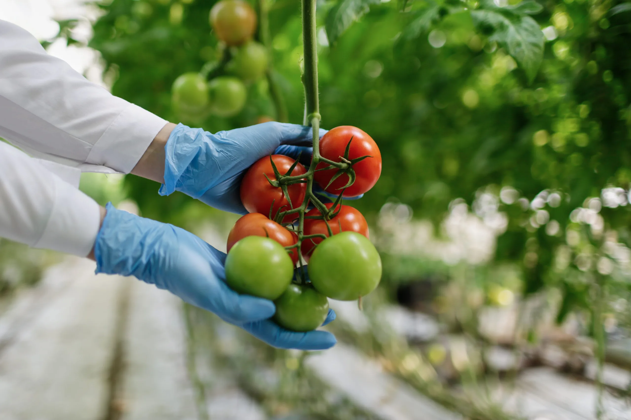 food-scientist-showing-tomatoes-in-greenhouse